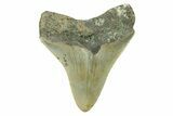 Serrated, Juvenile Megalodon Tooth - North Carolina #294441-1